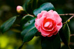 山茶花