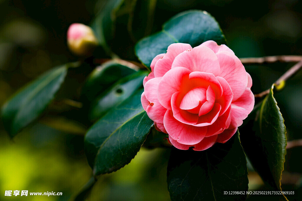 山茶花