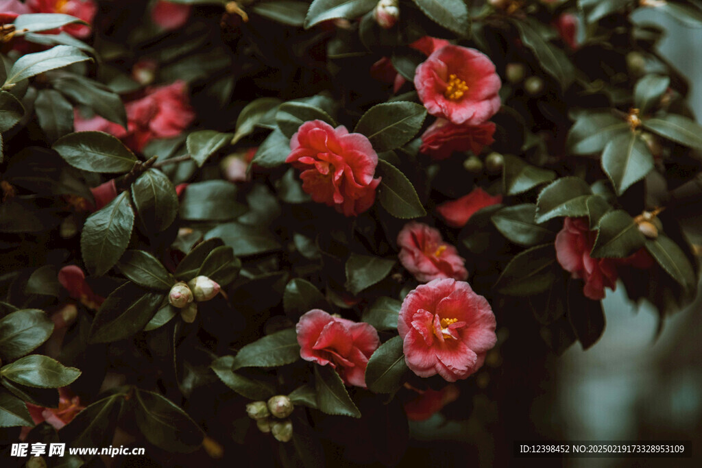 山茶花