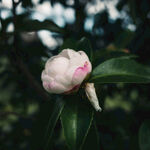 山茶花