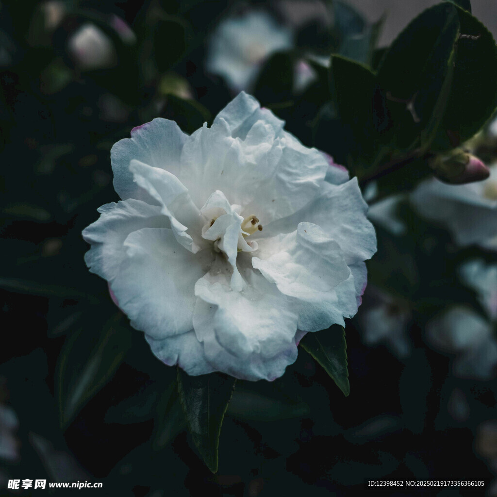 山茶花