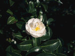 山茶花