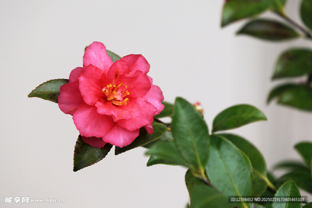 山茶花