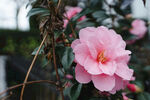 山茶花
