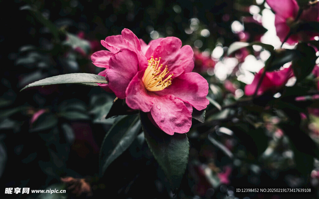 山茶花