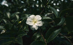 山茶花