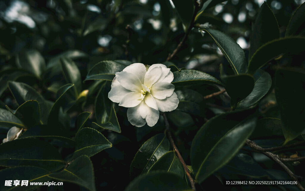 山茶花