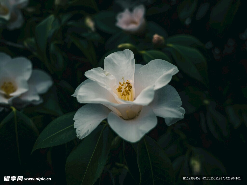 山茶花