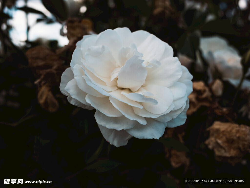 山茶花