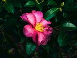 山茶花