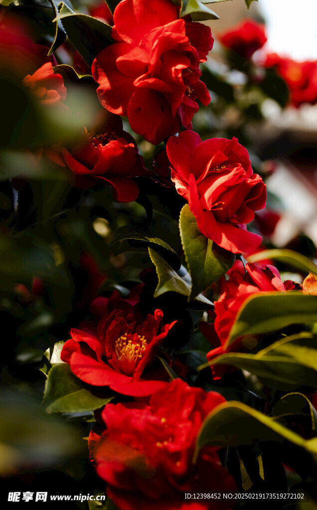 山茶花