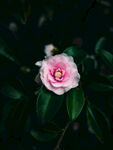 山茶花