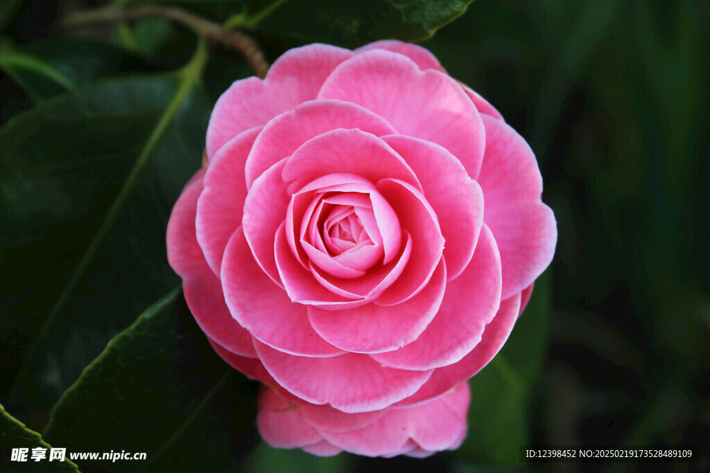 山茶花