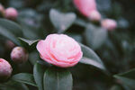 山茶花