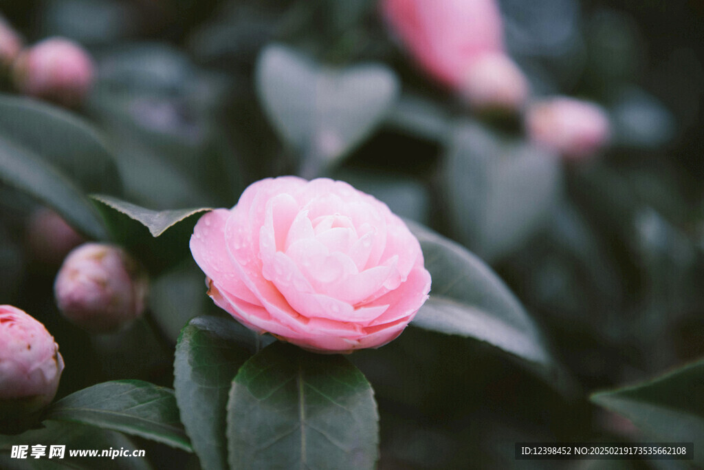 山茶花