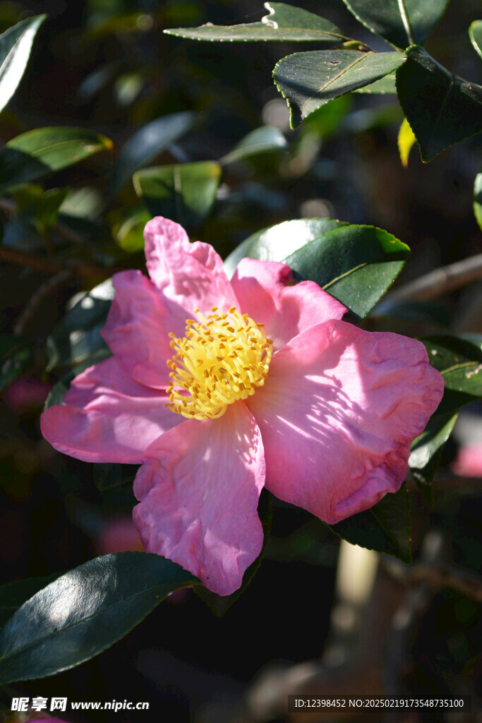 山茶花