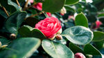 山茶花