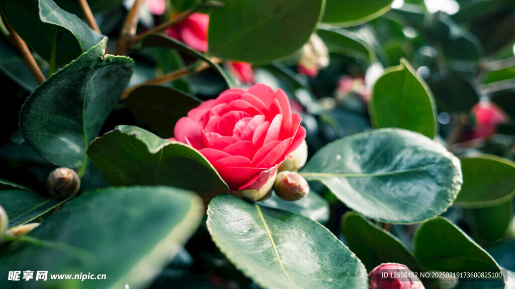 山茶花