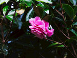 山茶花