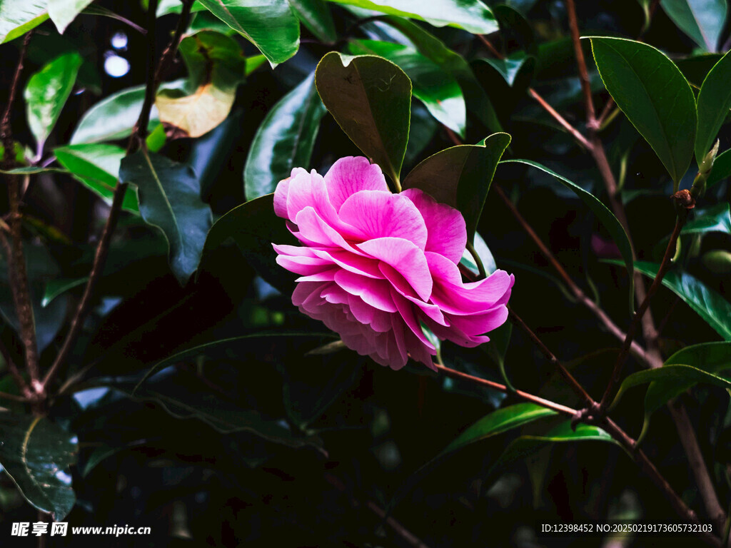 山茶花