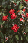 山茶花
