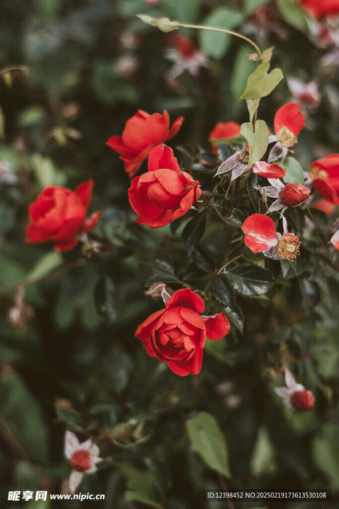 山茶花