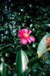 山茶花