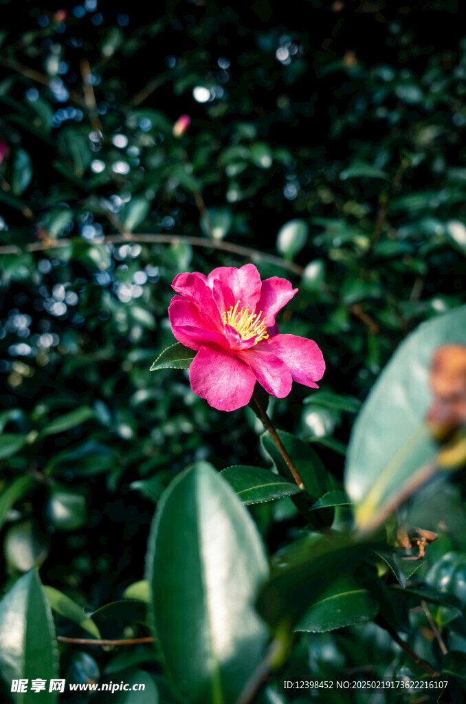 山茶花