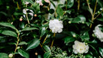 山茶花
