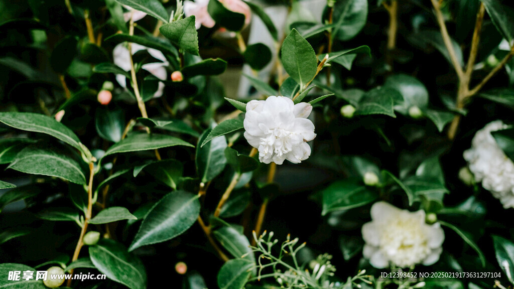 山茶花