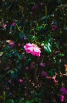 山茶花