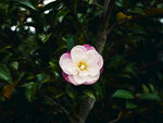 山茶花