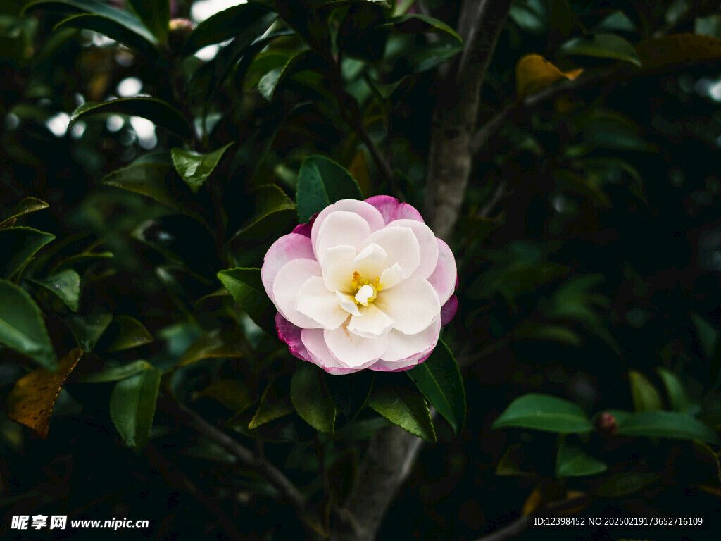 山茶花