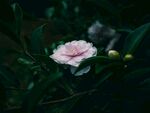 山茶花
