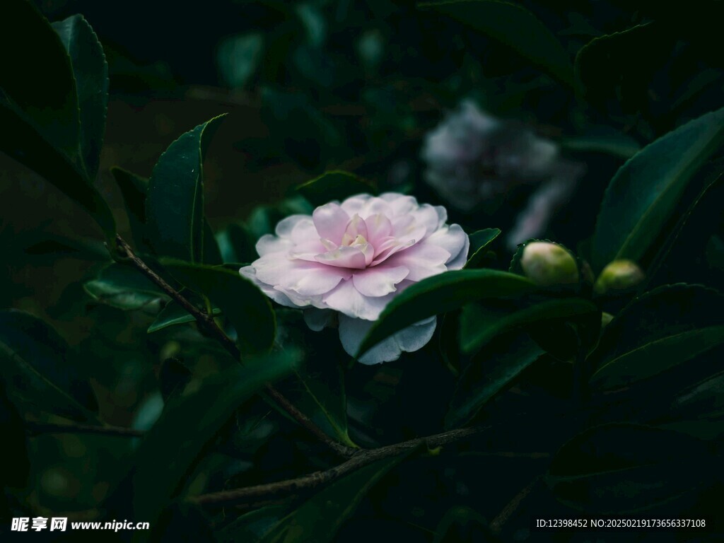 山茶花