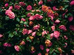 山茶花