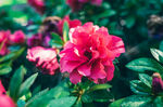 山茶花