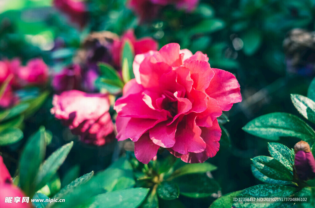 山茶花