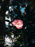山茶花