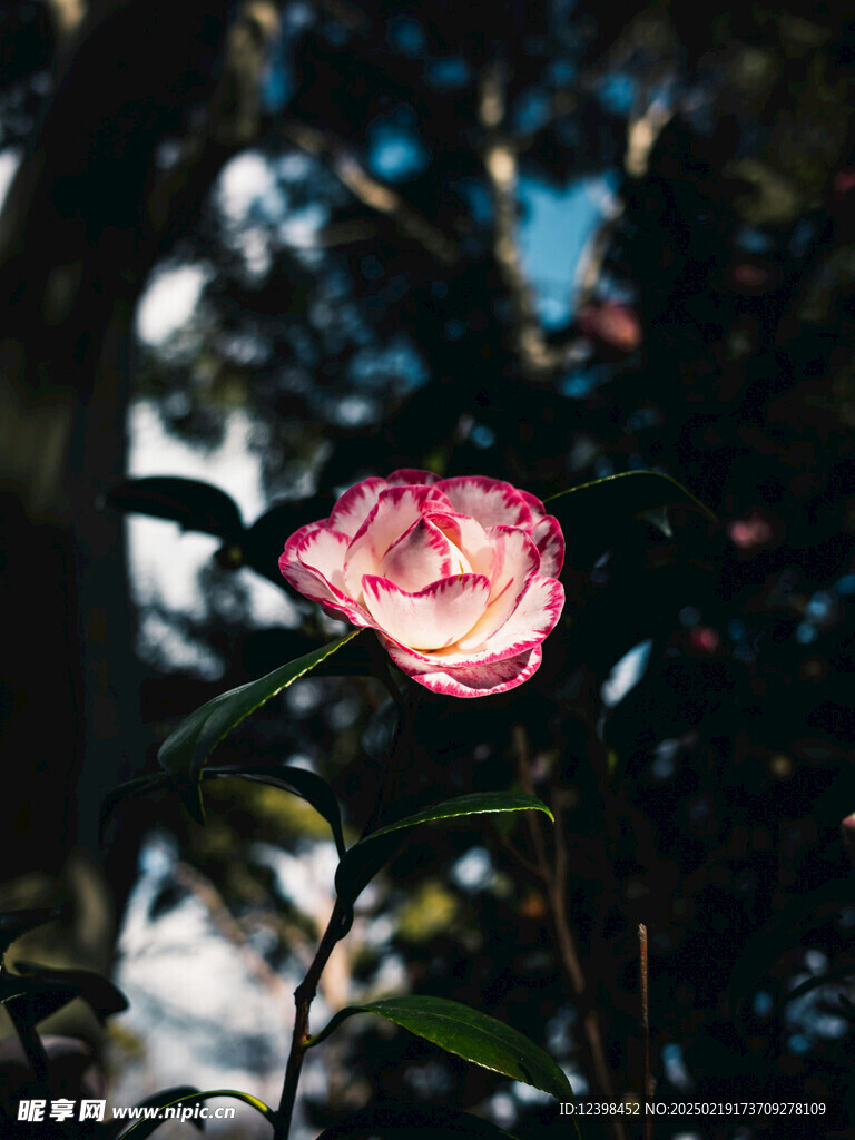 山茶花
