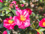 山茶花