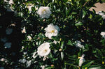 山茶花