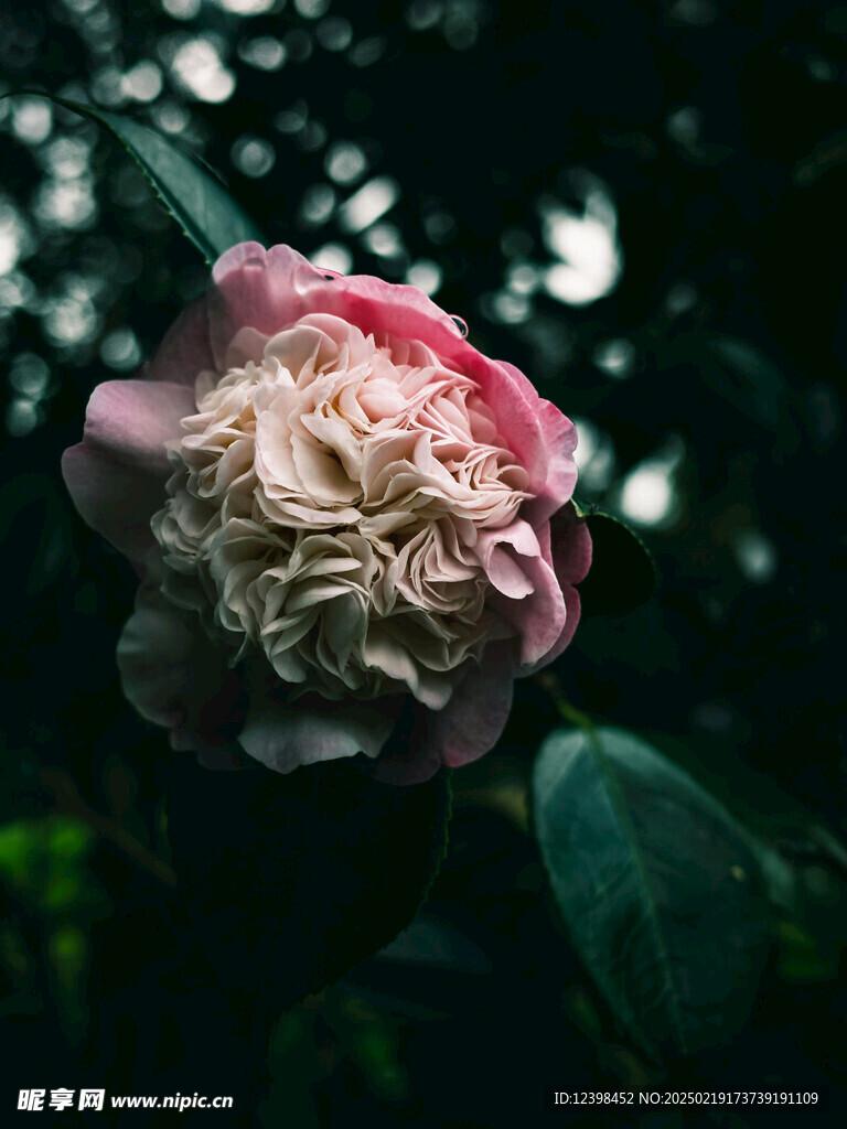 山茶花