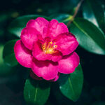 山茶花