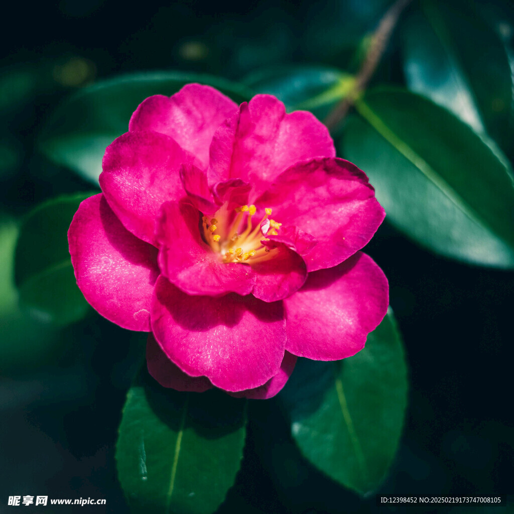 山茶花