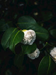 山茶花