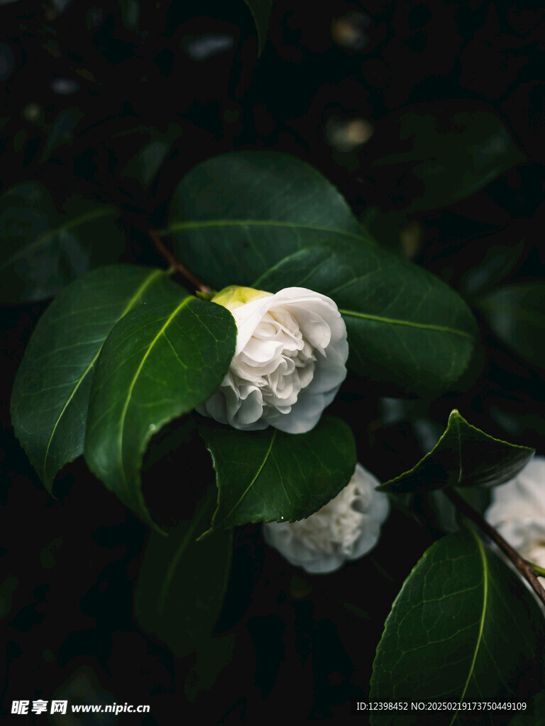 山茶花
