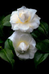 白色山茶花
