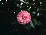 山茶花