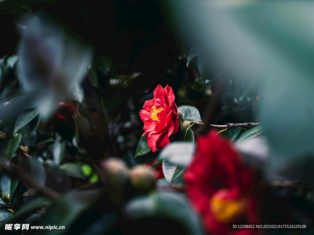 山茶花